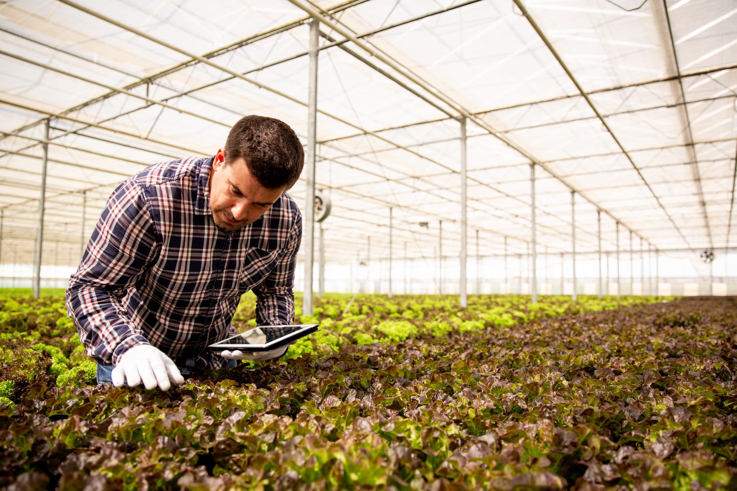 ¿Cómo impacta en el campo la tecnología? 8 beneficios diarios para los agrónomos