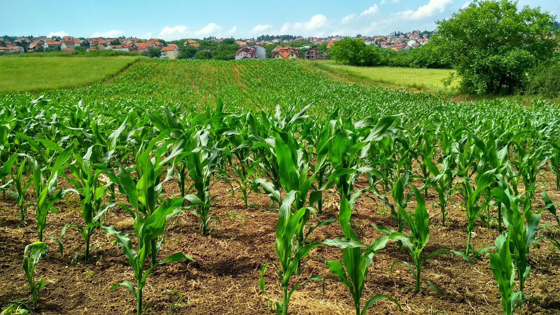 Conoce algunos precepctos de la agriultura responsable y aprende a incentivarla con nuestras apps.