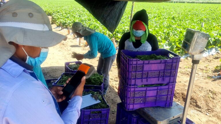 Retos al desarrollo agtech en Latam: 5 claves para un abordaje de futuro